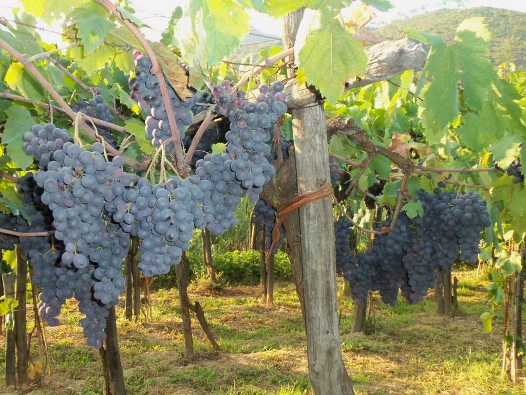 Вилла Agriturismo A Veggia Vigna Гарленда Экстерьер фото